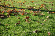 25th Oct 2012 - traces of fall