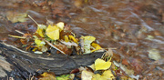 25th Oct 2012 - 365 water and leaves