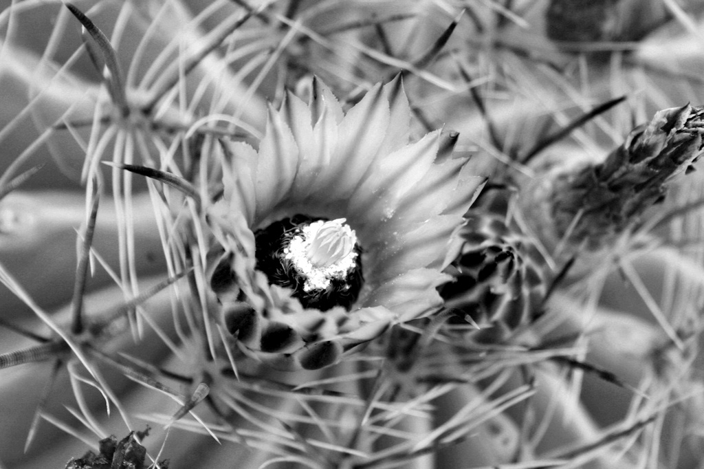 Cactus Flower 2 by kerristephens