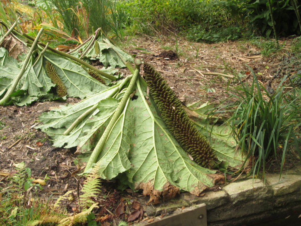 gunnera wigwams by quietpurplehaze