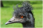 26th Oct 2012 - Bad hair day