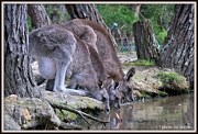 27th Oct 2012 - At the watering hole