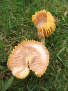 25th Oct 2012 - Unusual fungi