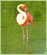 28th Oct 2012 - Flamingo