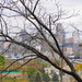 City Through the Trees by alophoto