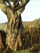 26th Oct 2012 - Tree trunk