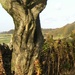 Tree trunk by oldjosh