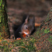 Red Squirrel ~ 4 by seanoneill