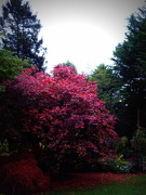 28th Oct 2012 - Autumn Colours