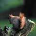 Red Squirrel ~5 by seanoneill