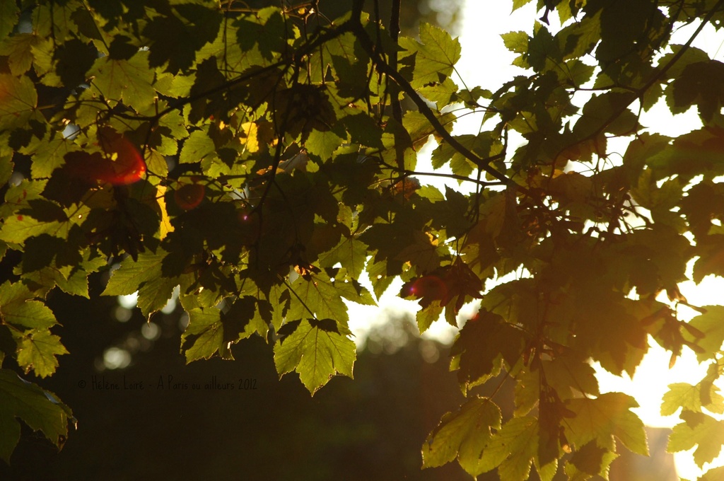 Sunny morning thru the leaves by parisouailleurs