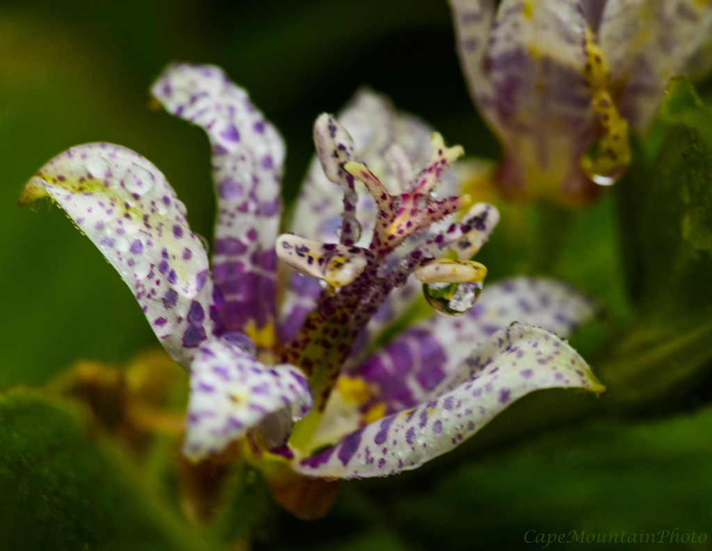 Toad Lilies Still Bringing Cheer by jgpittenger