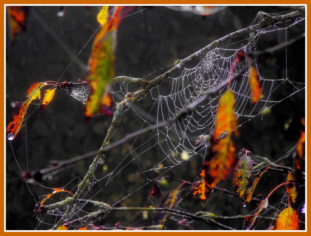 Cobwebs draped in the cherry tree by snowy