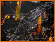 21st Oct 2012 - Cobwebs draped in the cherry tree