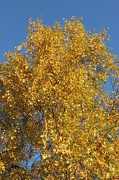26th Oct 2012 - Subtle Autumn Colouring