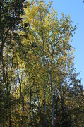 27th Oct 2012 - "Wild Birch"