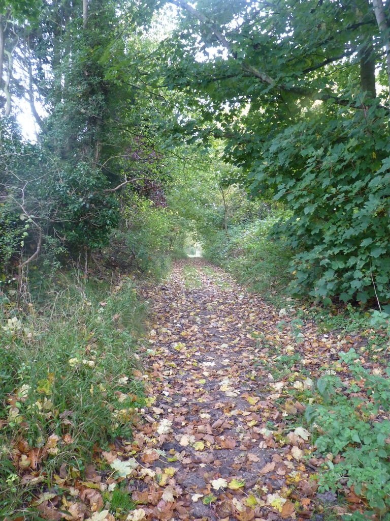 An Autumn walk by lellie