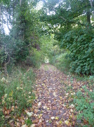 28th Oct 2012 - An Autumn walk