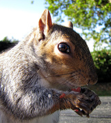 26th Oct 2012 - squirrel 1