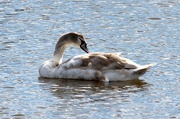 22nd Oct 2012 - Speckled Swan