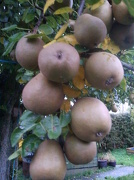 15th Oct 2012 - Pears