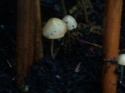 19th Oct 2012 - Toadstools