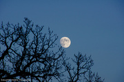 28th Oct 2012 - Moon over Lake Delavan