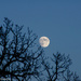 Moon over Lake Delavan by danette