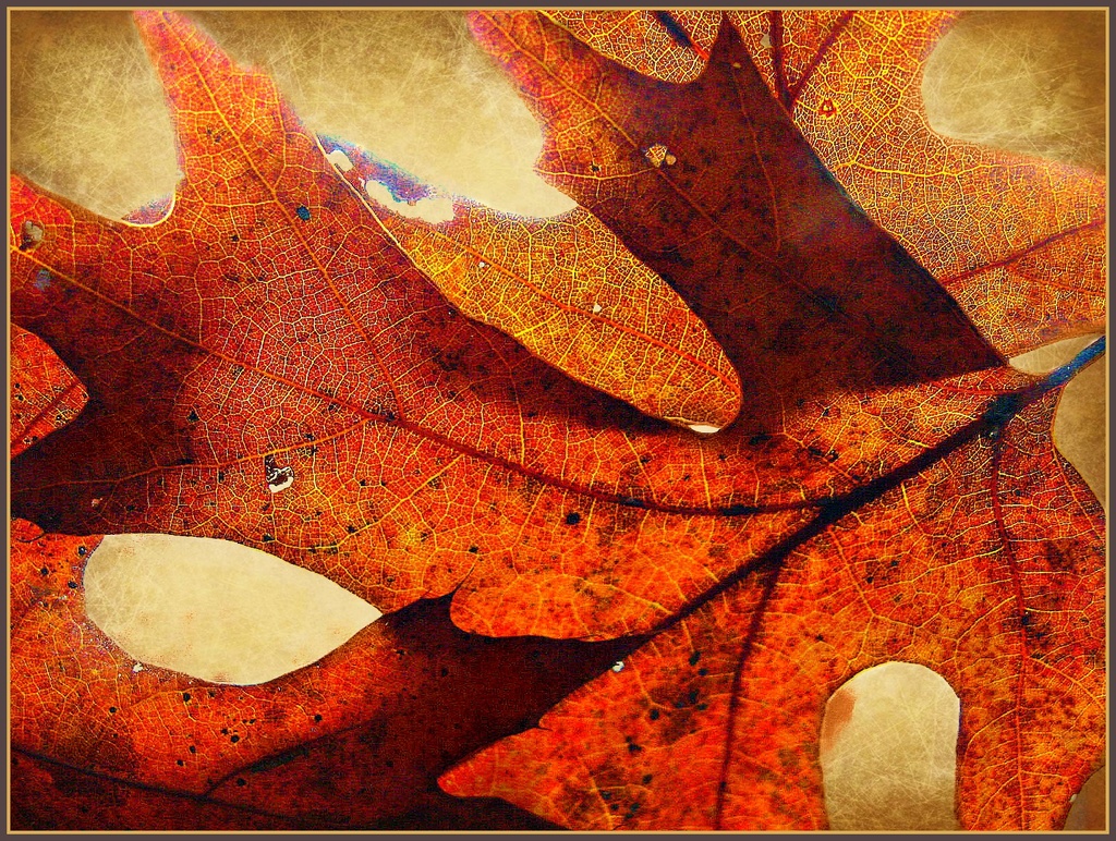 Leaves by olivetreeann