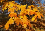 22nd Oct 2012 - Fall Color