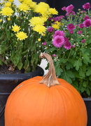 27th Oct 2012 - Pumpkins and Mums
