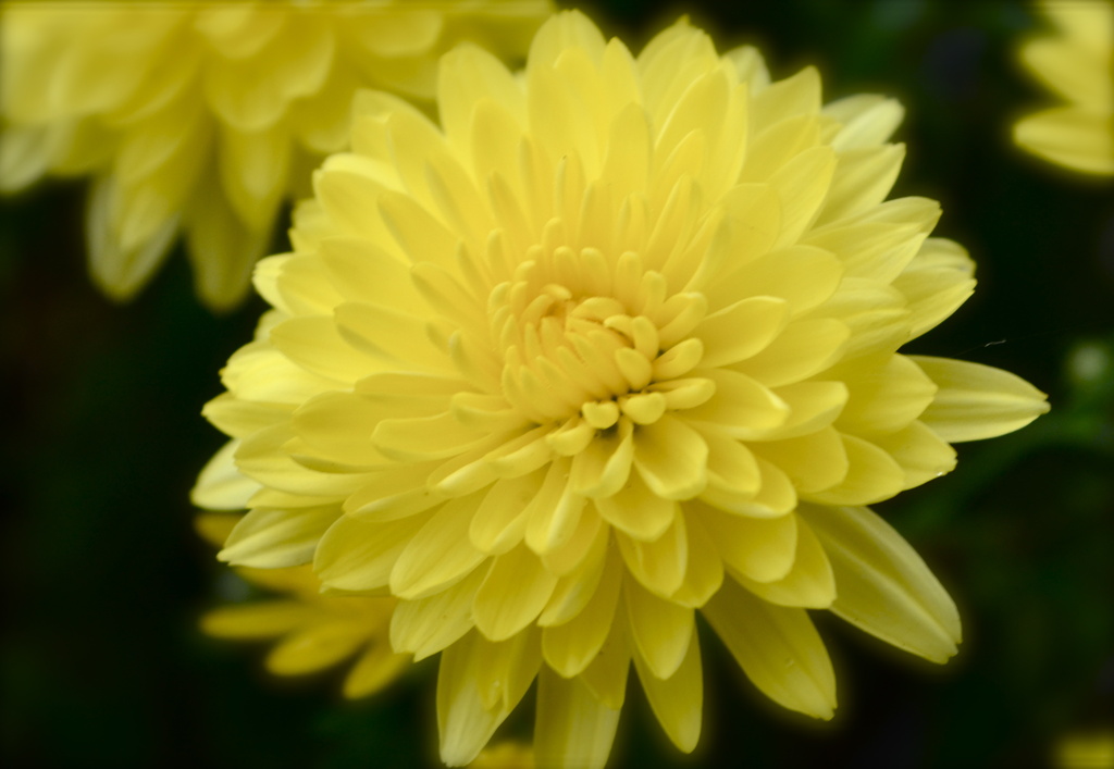 Chrysanthemum by kdrinkie
