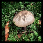25th Oct 2012 - Wild mushroom