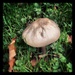 Wild mushroom by manek43509