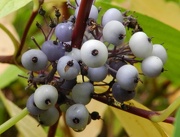 29th Oct 2012 - White Berries