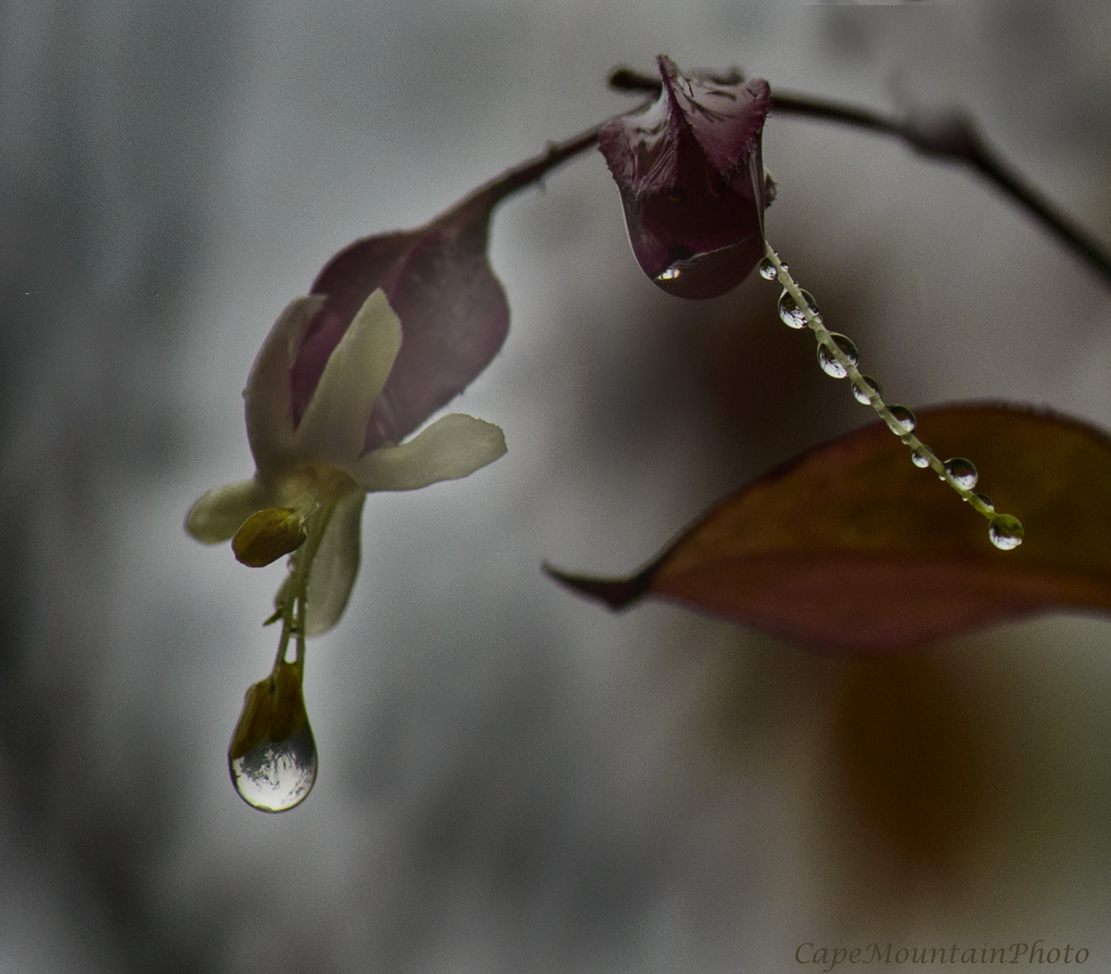 Clerodendron Drops by jgpittenger