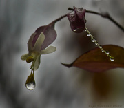 29th Oct 2012 - Clerodendron Drops
