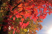29th Oct 2012 - Maple leaves