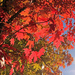 Maple leaves by milaniet