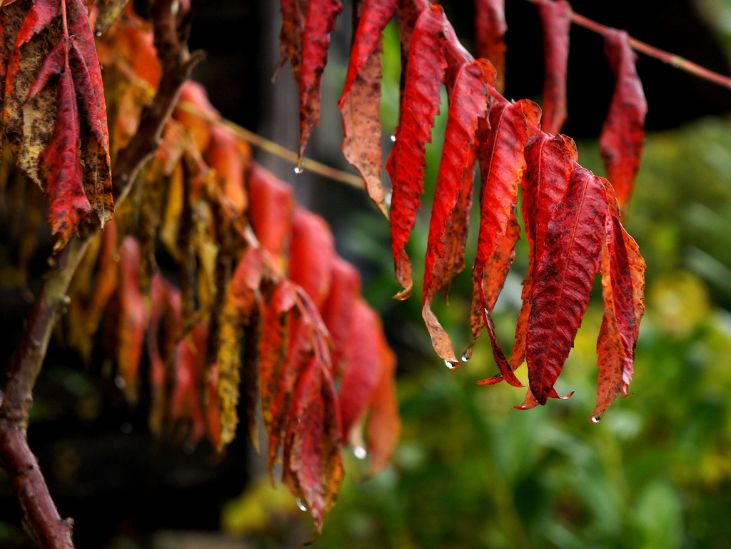 Dripping leaves by boxplayer