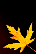 30th Oct 2012 - Last Leaf 