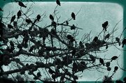 11th Oct 2012 - Birds or Pinecones?