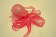 29th Oct 2012 - octopussy!