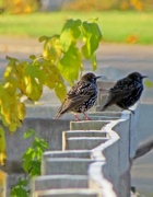 25th Oct 2012 - Birds on a Fence
