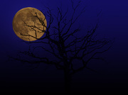 29th Oct 2012 - Full Moon