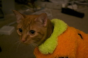 24th Oct 2012 - Cat Costumes!