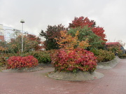 8th Oct 2012 - Autumn colours in Helsinki