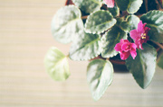 25th Oct 2012 - African violet