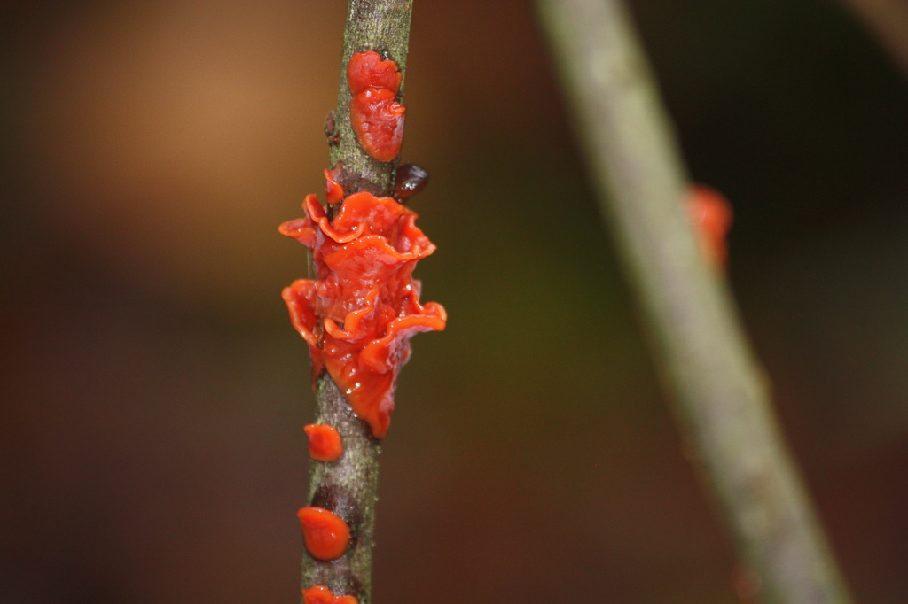 Scarlet Splash (Cytidia salicina) - Pajupunakka, Blutroter Weidenscheibenpilz by annelis