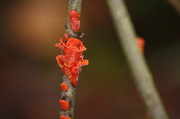 11th Oct 2012 - Scarlet Splash (Cytidia salicina) - Pajupunakka, Blutroter Weidenscheibenpilz